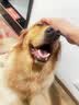 MAG超能钙鲨鱼软骨粉400g软骨素狗狗猫咪宠物钙片钙粉鲨鱼软骨素粉 实拍图