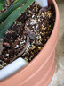 爱丽思（IRIS）特大号圆形花盆种树庭院超大加厚大盆景树木无花果蓝莓果树种植盆 10号茶色 约9.6L (口径29.8cm) 实拍图
