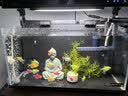 【顺丰快速发货】3-5CM彩色天使鱼 群游观赏鱼淡水活体小型鱼好养 七色(翡翠/蓝/红/黄/粉/绿/紫) 24条+2条备损(七色均匀配)3-5CM大号 实拍图