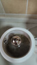 乐扣乐扣迷你养生壶烧水杯养生杯迷你花茶壶热奶电煮杯电炖杯电热水杯烧水壶陶瓷覆层内胆0.35L 实拍图
