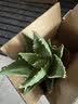花翁芦荟盆栽室内净化空气绿植物办公桌面多肉四季花卉仙人掌源头直发 实拍图