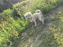 宝路狗粮 成犬狗粮中大中小型犬 全价狗粮牛肉味1.8kg 实拍图