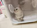 霍曼宠物烘干箱Pro 猫咪吹风机狗狗自动吹干箱底部出风快速烘干更安静 实拍图