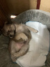 【京东快递】猫咪保暖加厚椭圆窝封闭式宠物窝小型犬狗窝猫咪窝 云雾灰 S码40*50（10斤内） 实拍图