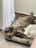 licheers猫狗窝凉席小型犬宠物猫咪睡垫夏季床垫泰迪中大型犬狗垫子 M号 实拍图