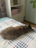 洁客（Drymax）膨润土豆腐砂混合猫砂懒人猫砂2.5kg*4袋共10kg整箱装 实拍图