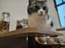 冠能猫粮 成猫猫粮鸡肉味10kg 全价猫粮 稳固免疫【宠物金选】 实拍图