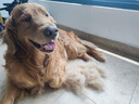麦富迪狗粮 无谷牛肉双拼狗粮成犬 小型犬中大型犬通用15kg/30斤 实拍图