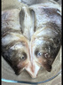 仙泉湖花鲢鱼头600g/个冷冻双边大胖头鳙鱼海鲜水产生鲜食材 实拍图