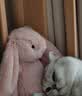 Jellycat害羞胭脂粉色邦尼兔柔软舒适动物毛绒玩偶儿童送礼生日礼物 害羞胭脂粉色邦尼兔 Medium 实拍图
