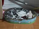 多特思猫零食小轻松猫草猫条50支0肉粉0诱食剂排毛化毛成幼猫条软罐头 实拍图