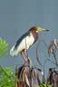 富士胶片FUJIFILMXF150-600mmF5.6-8 R LM OIS WR 超长焦变焦镜头 线性马达 全天候 风光/打鸟/动物/体育 实拍图