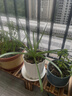 德沃多蔬菜专用营养土15L园艺种菜有机土壤果蔬种植花土盆栽育苗 实拍图