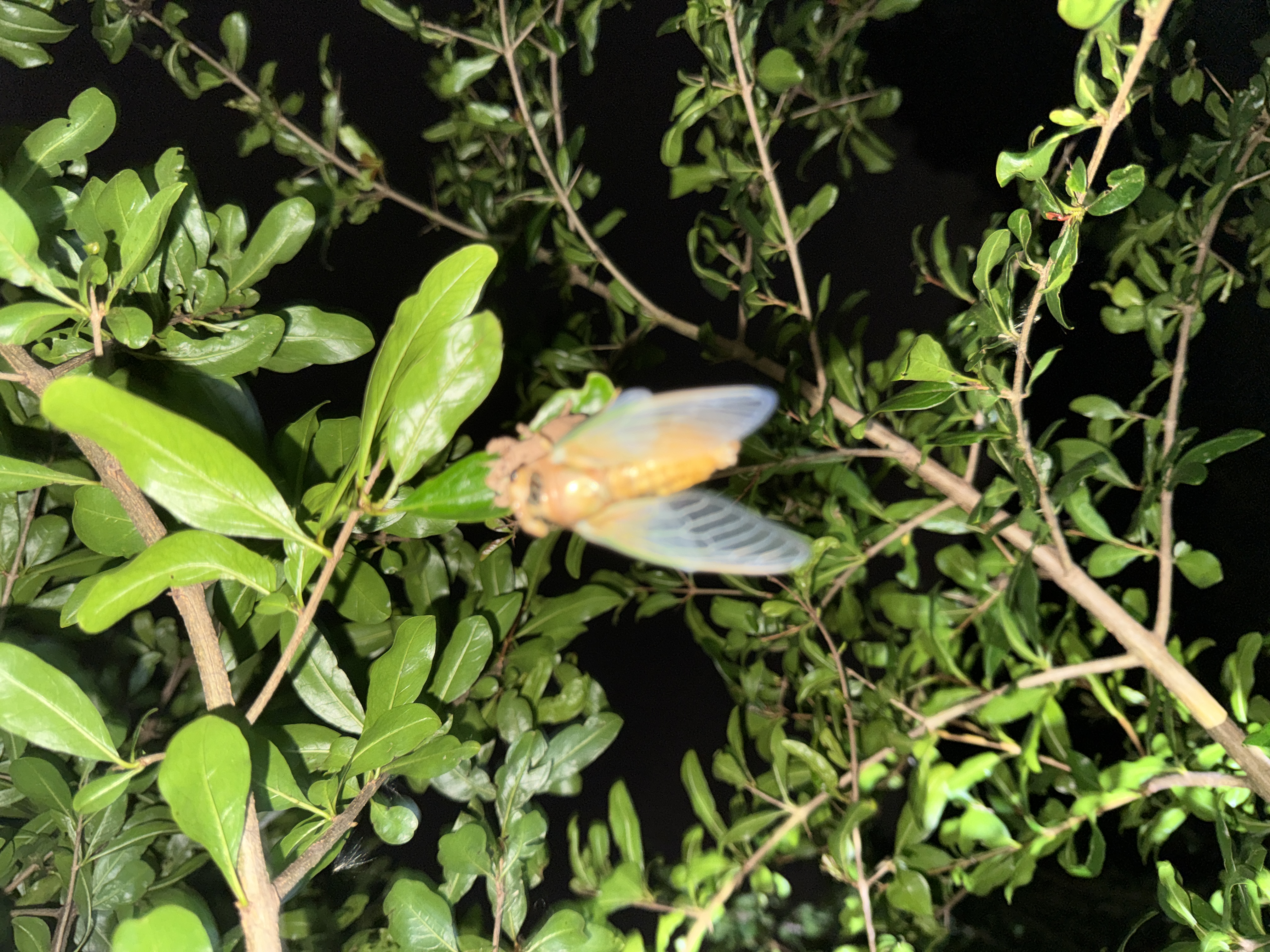 双枪家用陶瓷筷子食品接触级抗菌防霉  可进洗碗机 千里江山10双 实拍图