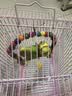 万宠汇 鸟活体虎皮鹦鹉笼养牡丹玄风活鸟学说话手养小太阳鹦鹉宠物鹦鹉 虎皮2只颜色备注+双层笼+粮1斤 实拍图