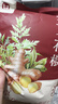 金泰康姜艾花椒泡脚药包25g*20包 祛湿驱寒老姜艾叶艾草足浴包三伏天 实拍图