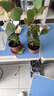 格调生活小盼菩提树盆栽绿植物室内花盆景办公室桌面观叶四季客厅好养活树 2盆-菩提【带果发货】原盆原土 带盆栽好 实拍图