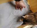 沃趣木薯原味清新结团除臭祛味低尘猫砂5kg 实拍图