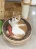 福摩（Fromm）无谷全家禽猎鸟配方猫粮 10磅（4.54kg）辅助磨牙 适口性好 实拍图