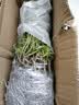 花翁重瓣太阳花苗宿根多年生枝条混色植物盆栽绿植花卉耐晒源头直发 实拍图