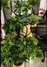 叹为观止大型植物发财树各种大颗盆栽开业乔迁客厅办公室内好养大型花卉 造型鸭脚木【1.5-1.7米】 含盆 实拍图