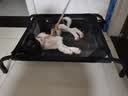 御宠坊宠物狗狗行军床离地床防潮小型犬四季通用狗窝可拆洗中大型犬狗垫 宠物行军床【四季通用】 S码【建议40斤内】 实拍图