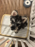 贵为（GiGwi）狗玩具磨牙棒狗狗磨牙玩具幼犬小型犬木塑鹿角小号宠物用品玩具 实拍图
