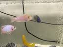 百因美（BIOZYM）观赏鱼饲料水族三湖慈鲷颗粒鱼食马鲷滋鲷素食肉食缓沉鱼粮 三湖慈鲷肉食饲料400g 实拍图