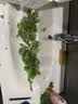 新鲜羽衣甘蓝生鲜蔬菜嫩叶云南甘兰芥蓝西餐沙拉榨汁减脂直播间 羽衣甘蓝轻食3斤净重 实拍图