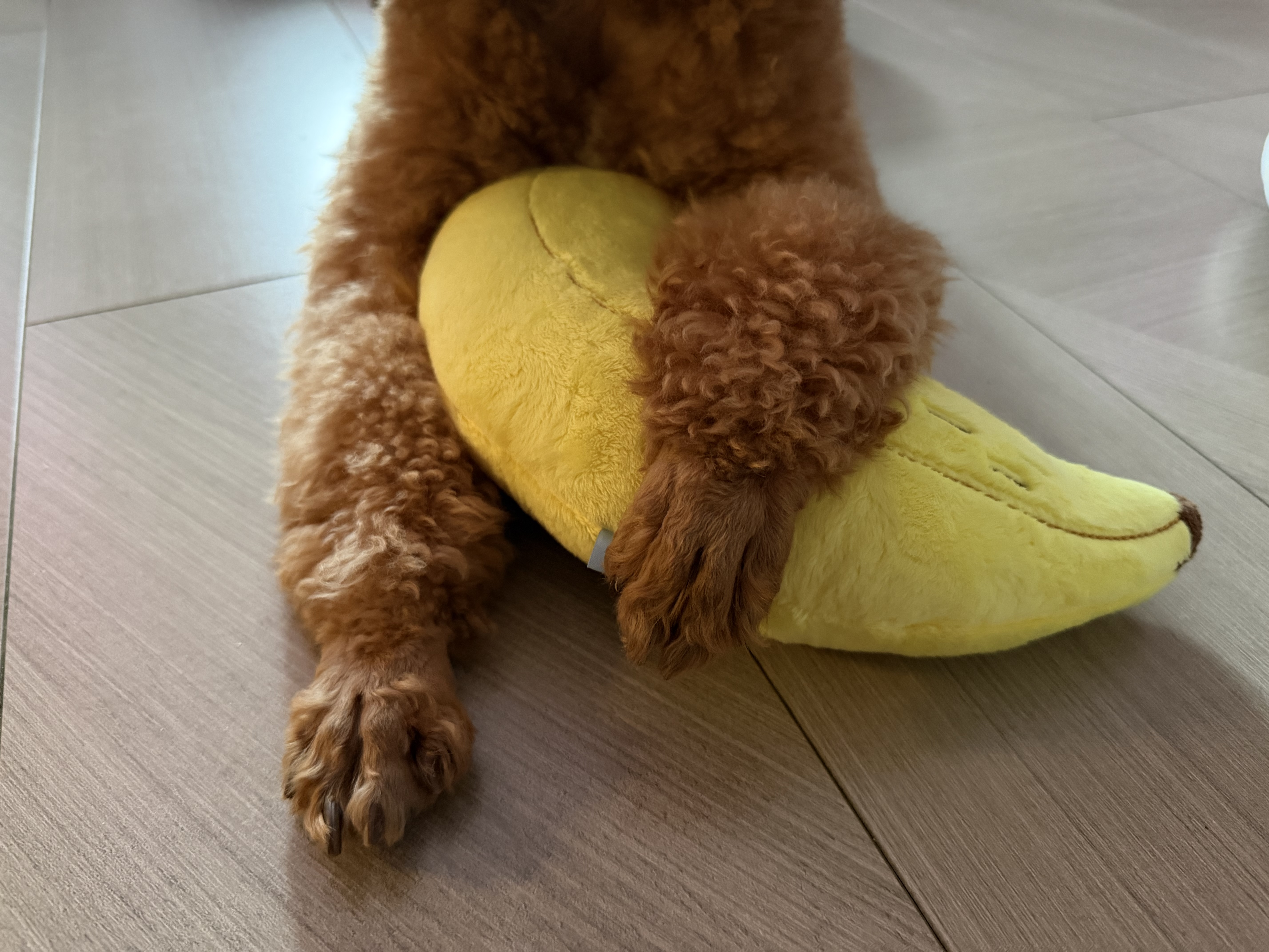 ZEZE香蕉宠物抱枕猫玩具自嗨解闷逗猫棒狗狗玩具耐咬拉扯宠物用品 实拍图