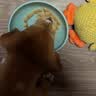 皇家狗粮 幼犬狗粮 宠物 小型犬 MIJ31 全价犬粮 2-10月 2KG 实拍图