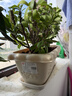 爱丽思（IRIS）长方形树脂花盆长条型专用蔬菜绿植草莓种植种菜盆阳台果蔬种植盆 【长37cm】 约6L 浅米色-花朵款 1个装 实拍图