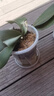 花沃里控根花盆带托盘 防烂根透气蝴蝶兰花盆栽种菜多肉塑料盆14口径3个 实拍图