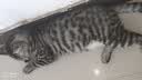 麦富迪猫粮 barf霸弗天然猫粮冻干生骨肉高蛋白成猫粮养胃增肌牛肉5.4kg 实拍图