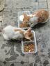 凯锐思幼猫猫粮4-12月奶糕全价幼猫粮营养提高免疫4斤 实拍图