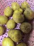 恩施小土豆新鲜马铃薯农家黄心洋芋现挖蔬菜马铃薯 5斤 中果 鸡蛋大小左右 实拍图
