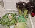 槿馐新鲜沙拉蔬菜4斤 混合6种生菜组合 轻食沙拉食材代餐菜包 6种沙拉蔬菜4斤【无酱】 实拍图