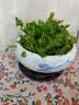 铜钱草水培植物大叶水栽鱼缸水养绿植金钱草小水草客厅室内外花卉 铜钱草盆栽（2盆） 实拍图