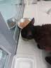 京东京造 红肉金枪鱼猫罐头混合味85克*6 浓汤猫零食湿粮补水鱼肉罐 实拍图