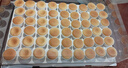 新良蛋糕粉500gx5袋 低筋面粉 烘焙原料 戚风蛋糕饼干糕点用小麦粉 实拍图