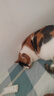 parlmu帕蓝姆猫零食猫条桶装成猫幼猫猫湿粮罐头混合口味汤包猫食品 三文鱼+金枪鱼+鸡肉丨零食猫条200支 实拍图
