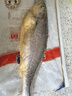 三都港 冷冻三去黄花鱼700g/2条装 大黄鱼 生鲜 鱼类 深海鱼 海鲜水产 实拍图