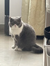 皇家英短成猫粮 BS34 通用粮 12月以上 4.5KG 实拍图