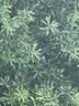 全棉时代 婴儿浴巾 6层水洗纱布浴巾 纯棉大毛巾被盖礼盒装 蓝色115*115cm 实拍图