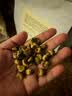 以美胎菊+金银花组合无熏泡水喝花草茶凉茶225g精选头茬新花特级 实拍图