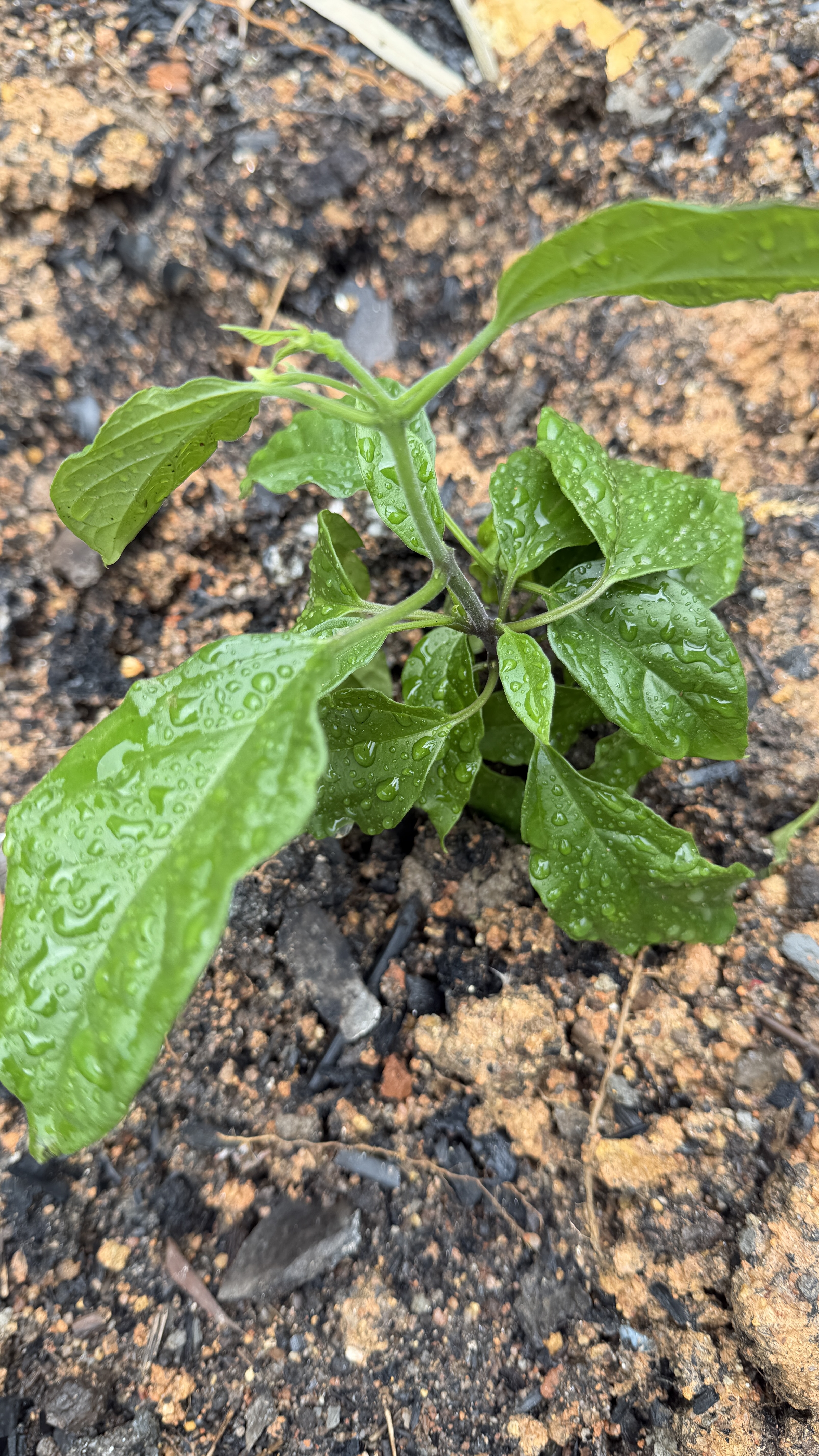 龙吐珠盆栽带花室内桌面好养花卉阳台庭院爬藤植物藤本四季开花苗 3年苗龙吐珠带花（原土原盆）30厘米 含盆 实拍图
