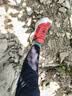 KAILAS FUGA新款EX3长距离缓震凯乐石户外透气抓地防滑低帮越野跑山鞋男款 实拍图