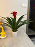 意轩鸿运当头绿植盆栽花卉植物四季开花室内客厅水培植物红星凤梨水养 6年大苗含盆树脂花盆 实拍图