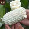 北蔬 白甜糯玉米种子苗早熟超甜大棒型 白玉糯909玉米种子200g约700粒 实拍图