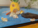 阔庭（KUOTING）鱼缸水族箱生态桌面鱼缸新款懒人鱼缸过滤制氧一体黑色【特大号】 实拍图